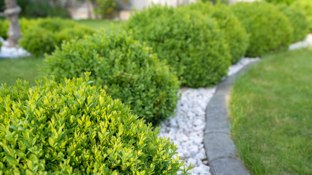 Buchsbäume im Garten.