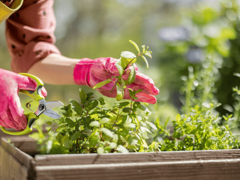 Person schneidet Kräuter in Gartenbeet ab.