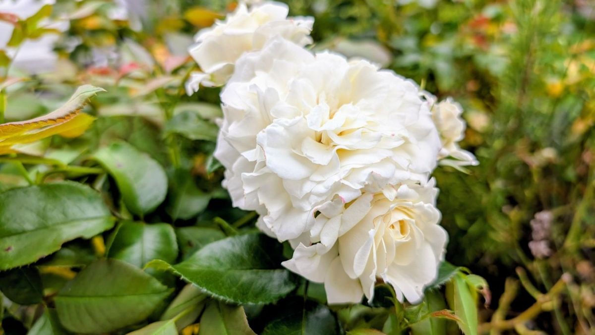 Weiße Rosen am Strauch