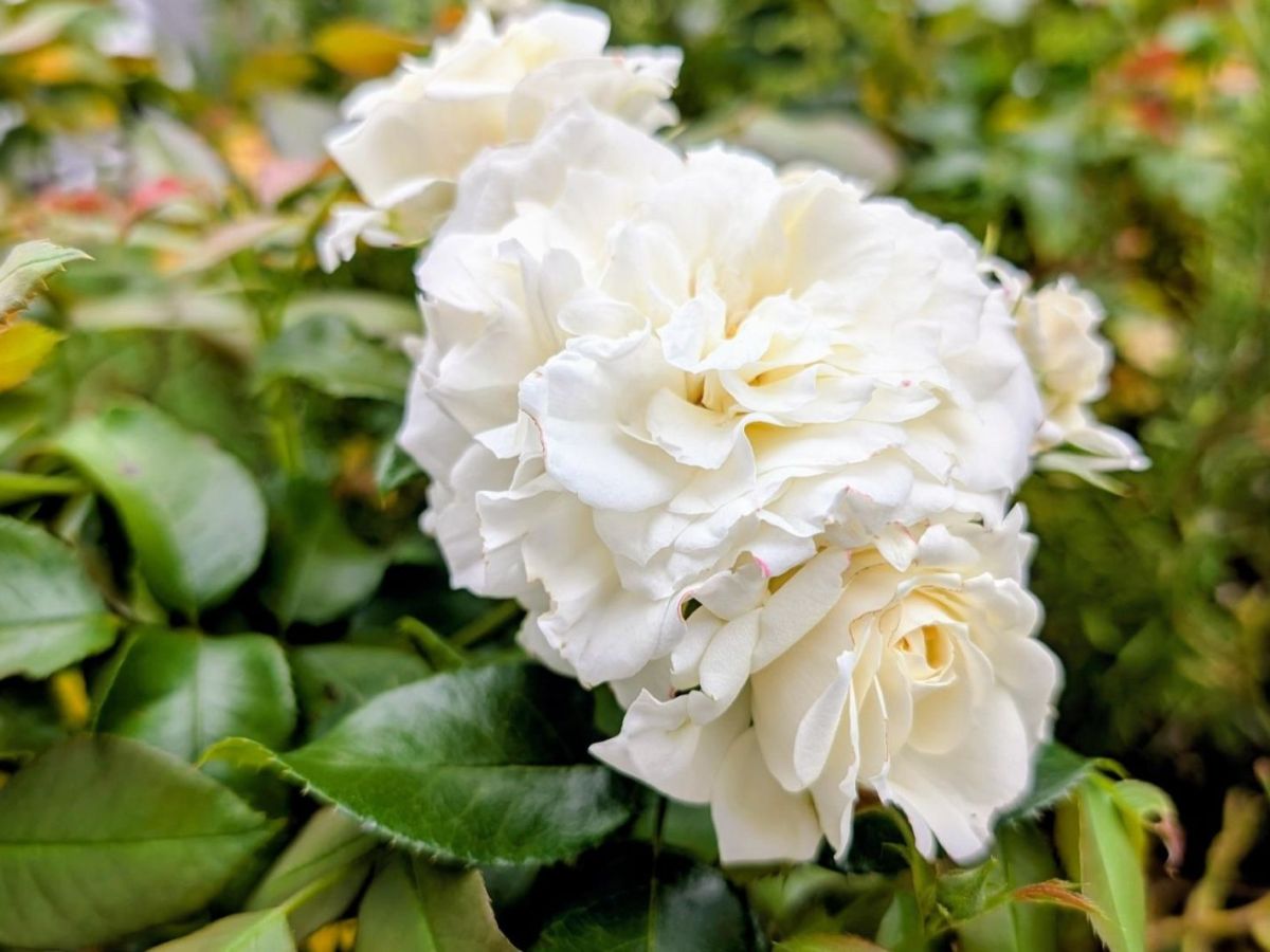 Weiße Rosen am Strauch