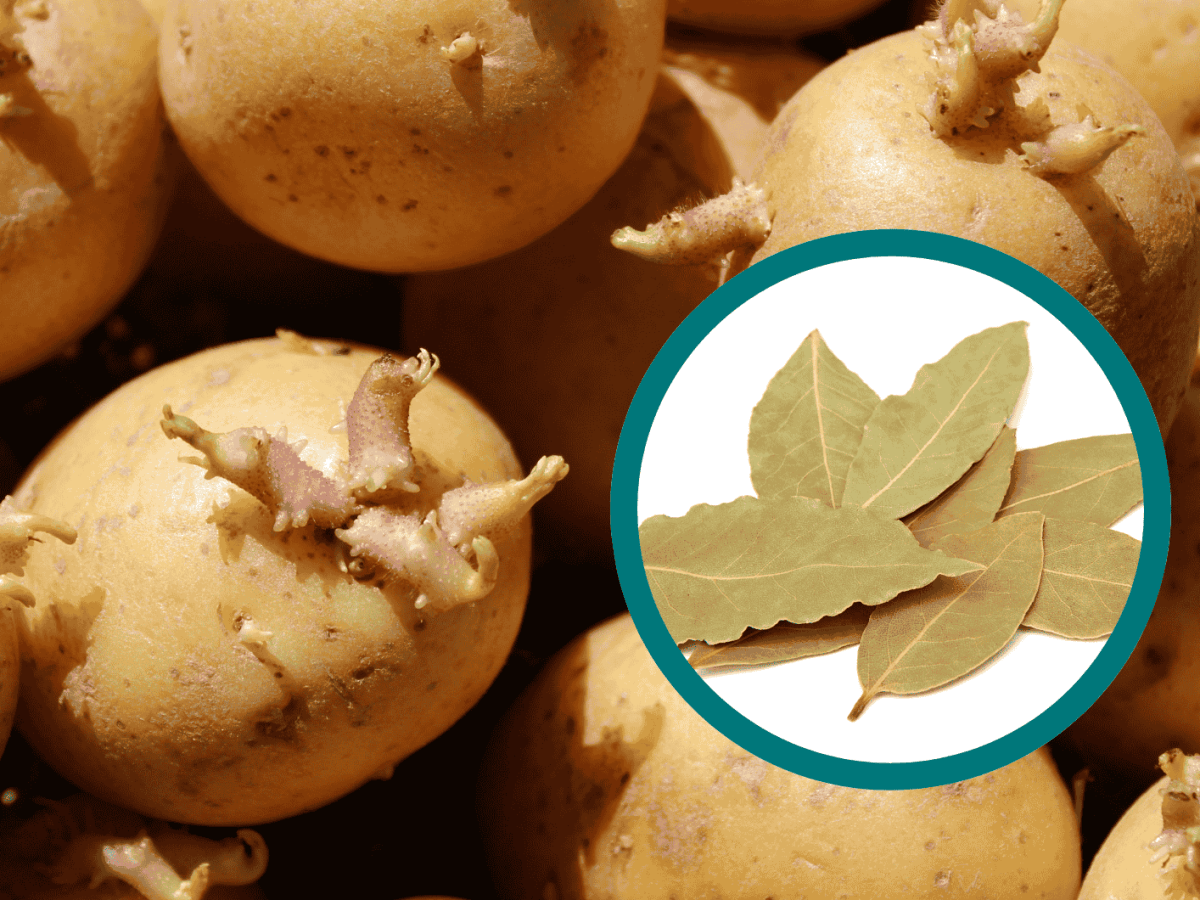 Lorbeerblatt bei keimenden Kartoffeln.