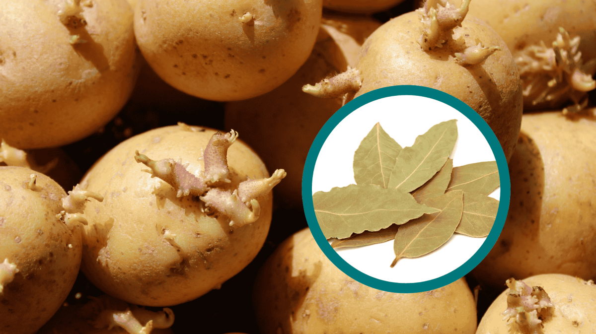 Lorbeerblatt bei keimenden Kartoffeln.