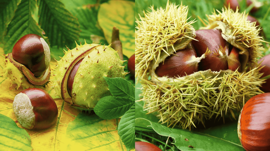 Rosskastanien und Esskastanien.