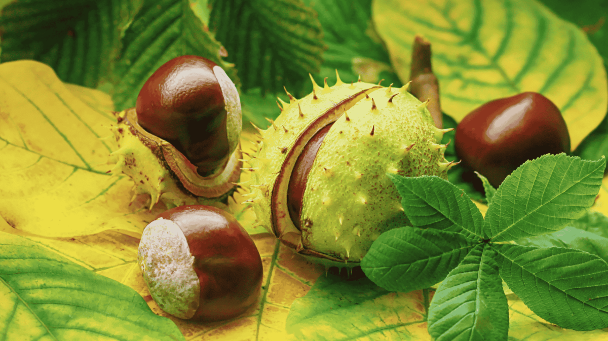 Rosskastanien auf Herbstlaub.