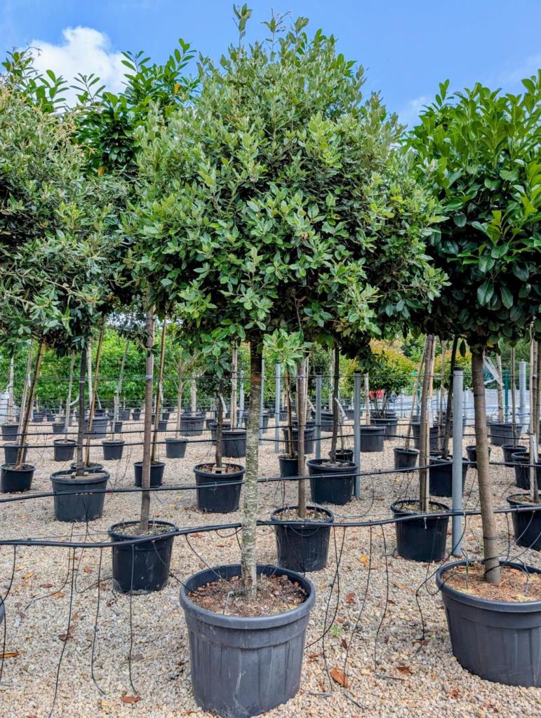 Steineichen in der Baumschule