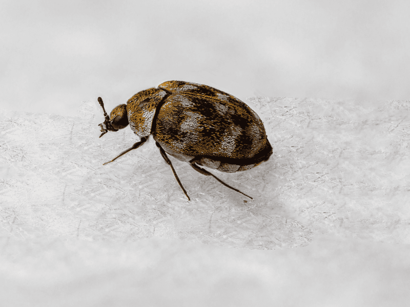 Makro-Aufnahme von einem Teppichkäfer auf weißem Untergrund.