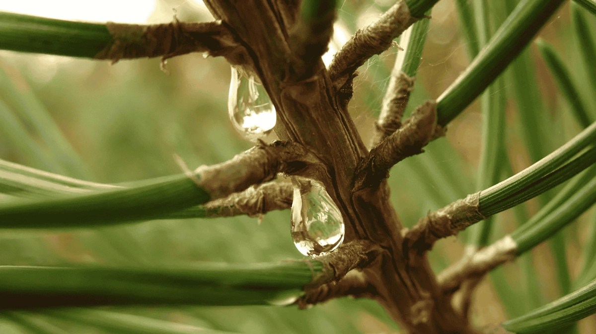 Nahaufnahme eines Tannenbaums mit Harztropfen