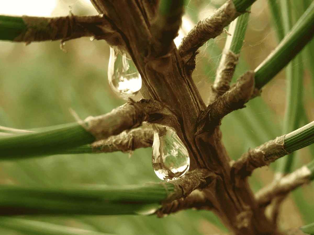 Harzflecken auf dem Boden? Der Eiswürfel-Trick rettet Parkett & Teppich