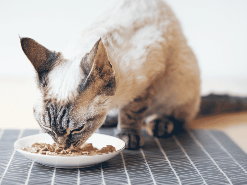 Katze frisst Nassfutter aus Napf.