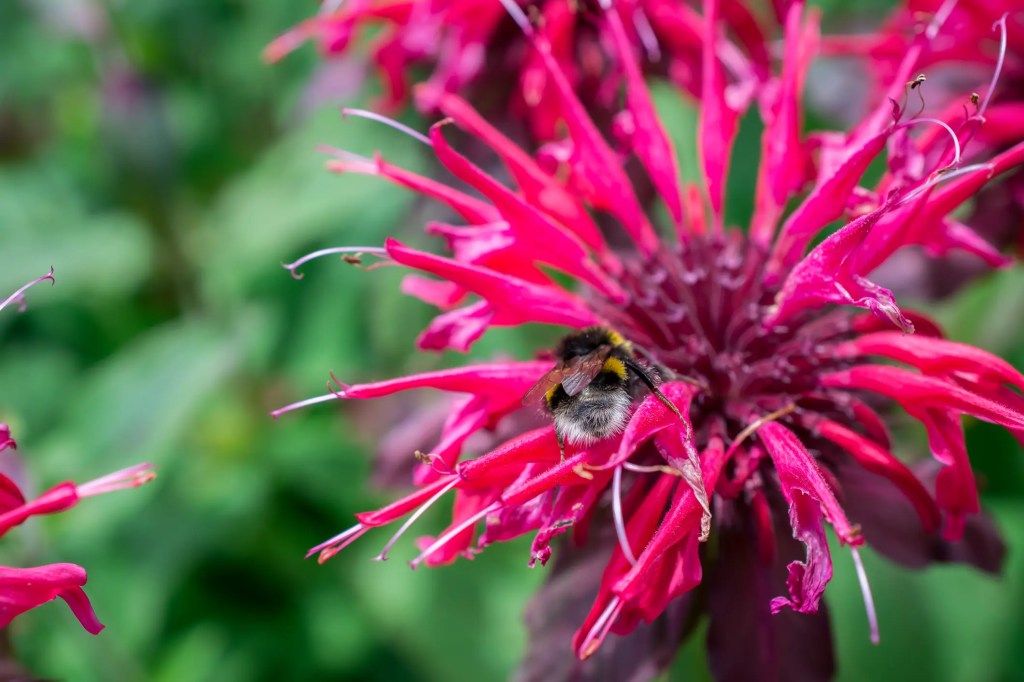 Indianernessel mit Hummel