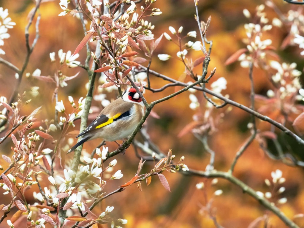 Distelfink in blühender Kupfer-Felsenbirne
