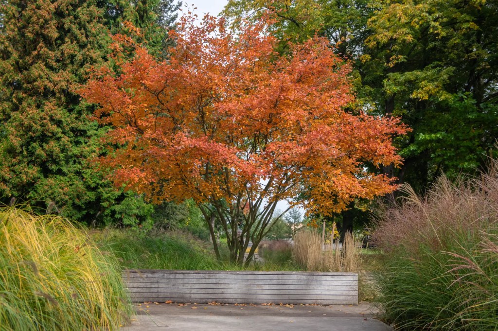 Kupfer-Felsenbirne mit Orangener Herbstfärbung
