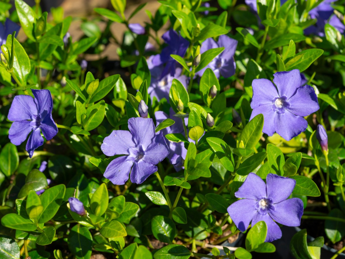 Blaue Bl&uuml;ten der Staude Immergr&uuml;n.