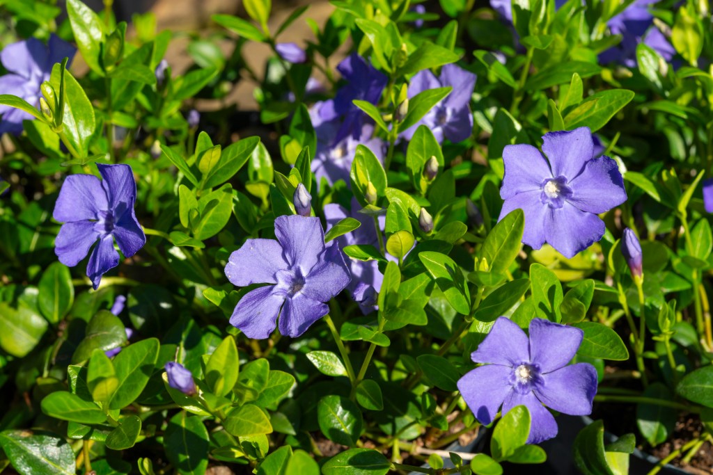 Blaue Blüten der Staude Immergrün.