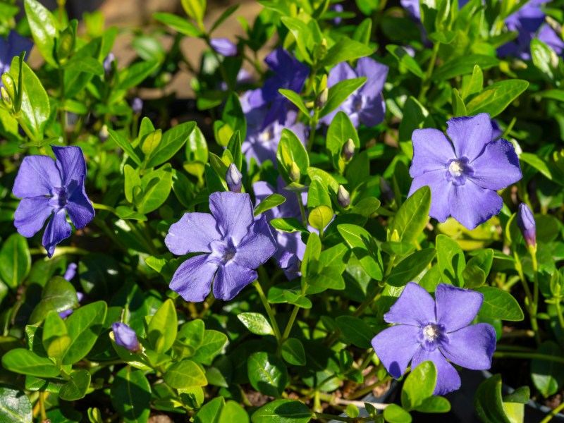 Blaue Blüten der Staude Immergrün.