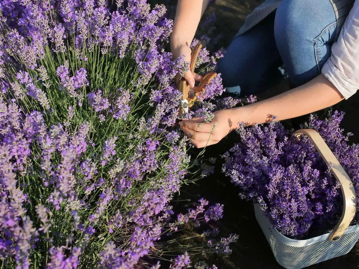 Frau erntet Lavendel im Garten.