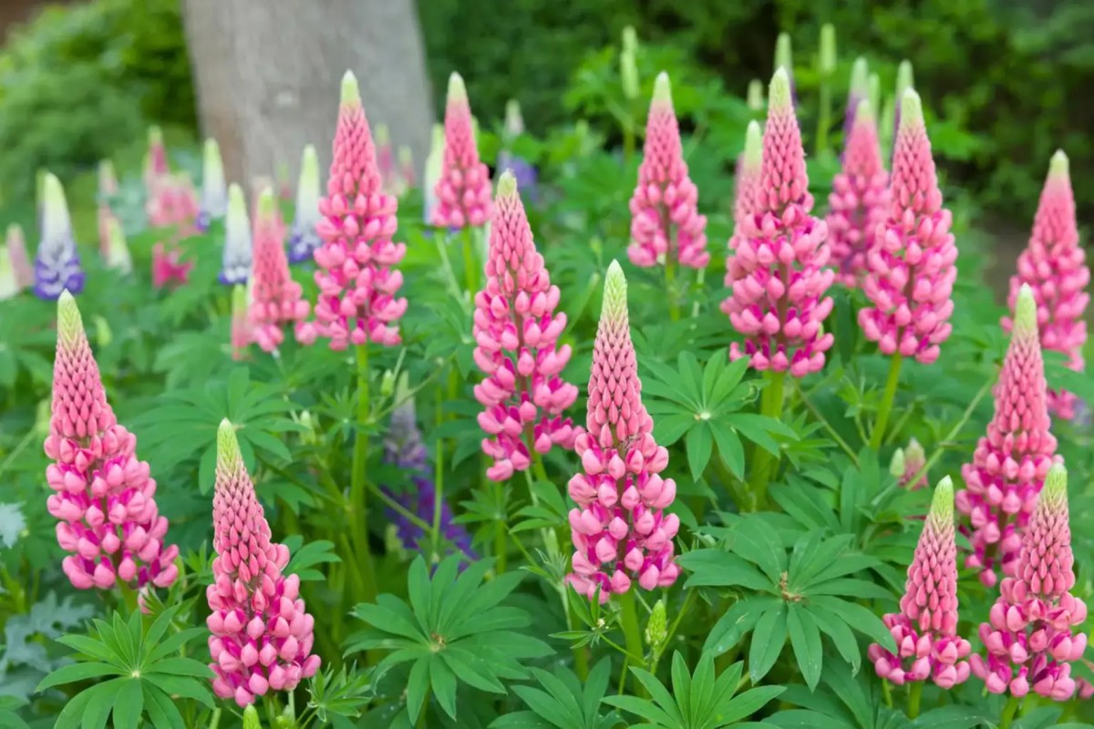 Pinke Lupinen