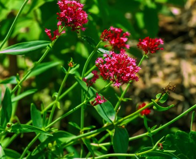 rote Spornblume