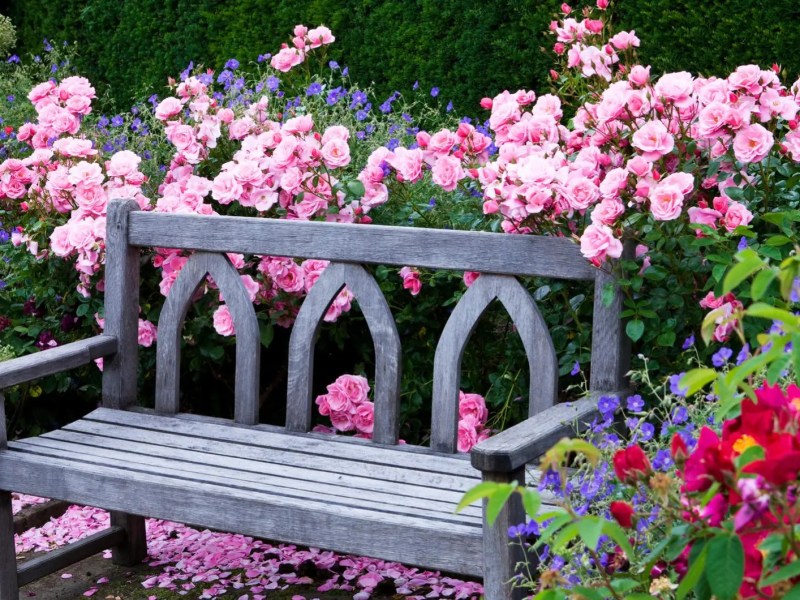 Vorgarten mit einer Bank und verschiedenen bunten Blumen unter anderem Rosen.