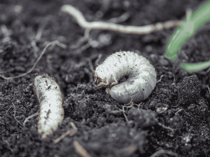 Engerlinge in der Erde von einem Garten.