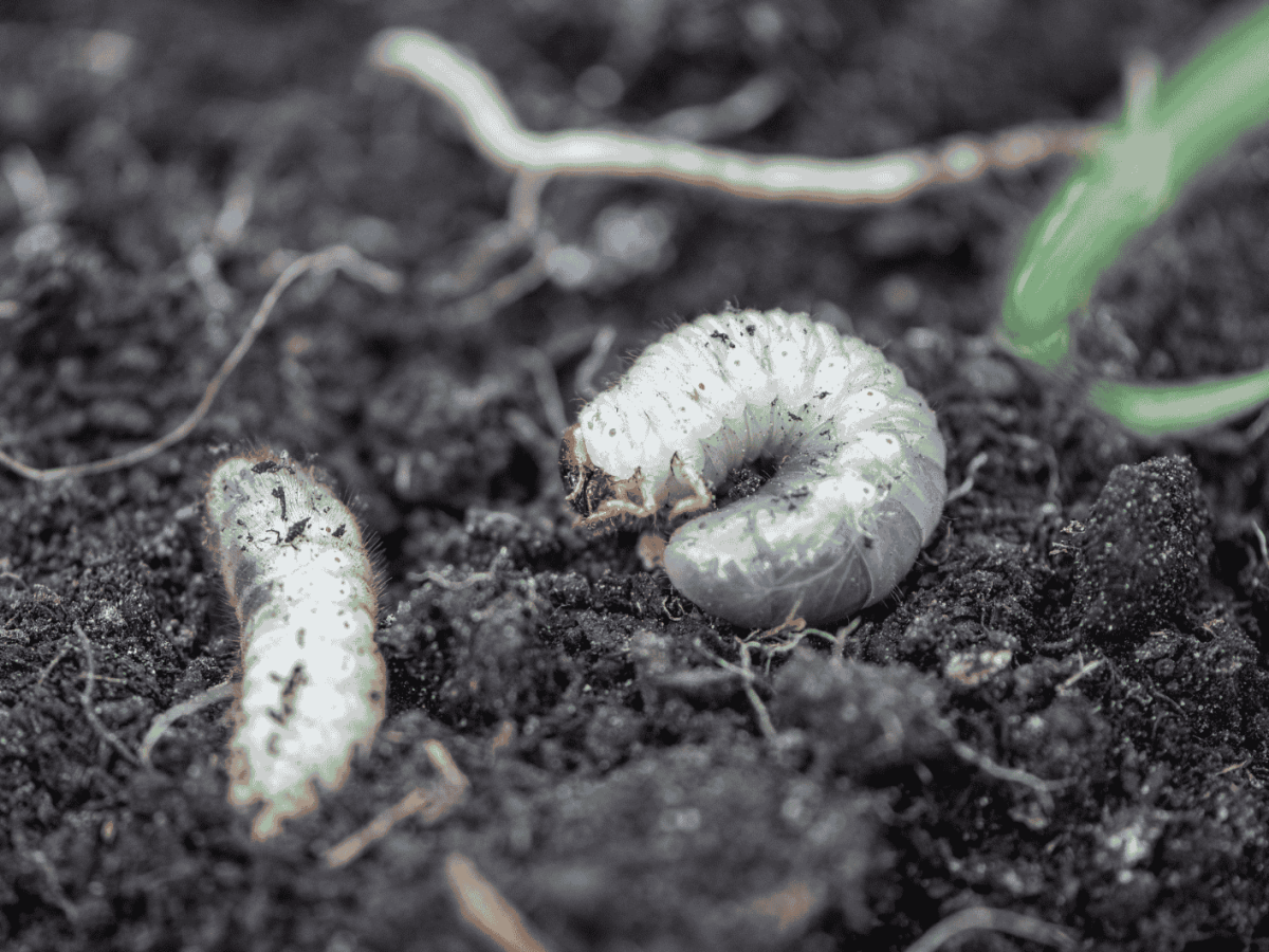 Engerlinge in der Erde von einem Garten.