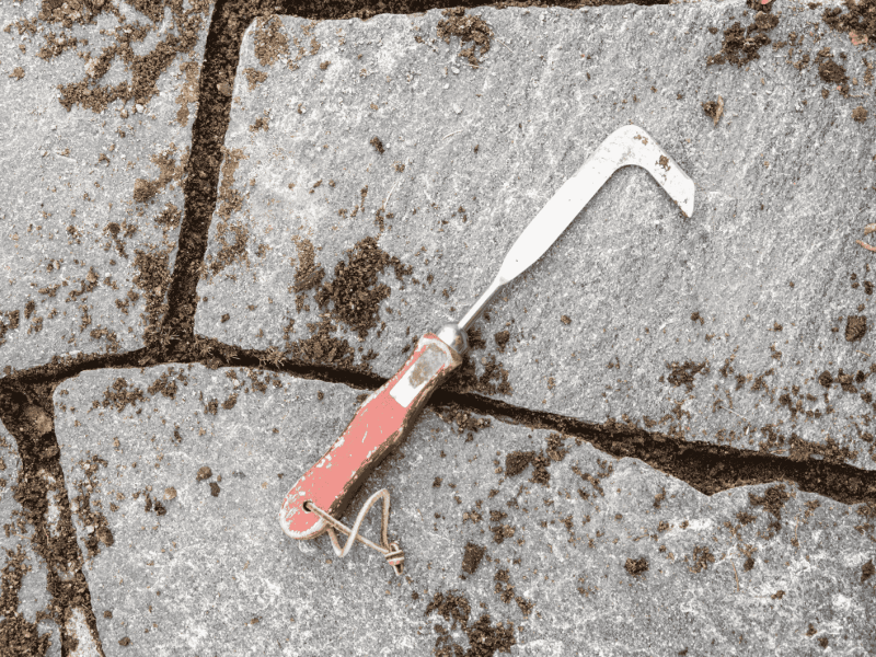 Kratzer liegt auf sauberen Pflastersteinen von Terrasse.