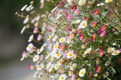 spanisches G&auml;nsebl&uuml;mchen