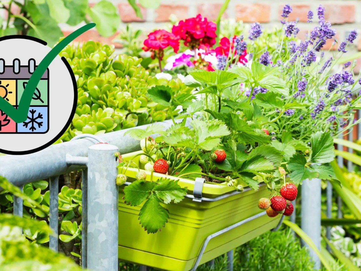 Lavendel und Erdbeeren in einem Balkonkübel umgeben von grünen Pflanzen. Links oben ist eine Grafik, die alle vier Jahreszeiten darstellt. Darüber liegt ein grüner Haken.