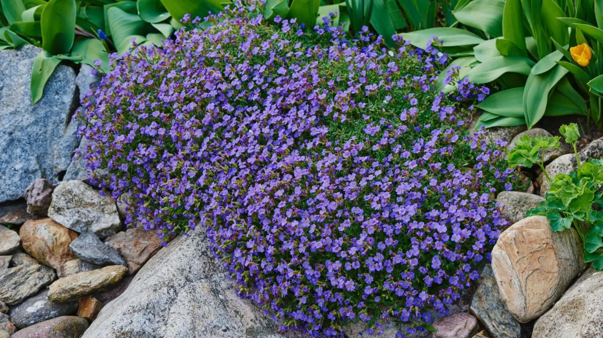Lilafarbenes Blaukissen wächst über Felsen in einem Garten. Darüber sind weitere grüne Pflanzen.