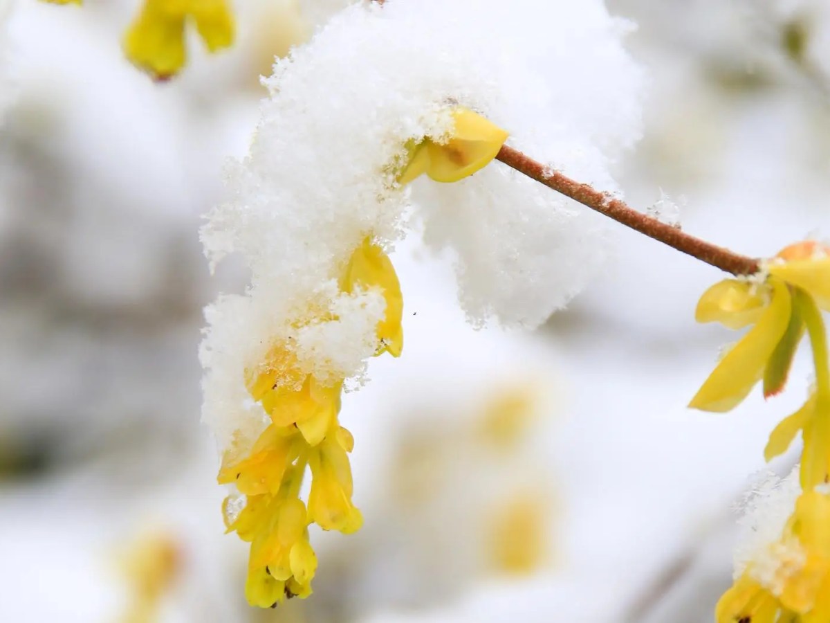 Gelbe Bl&uuml;ten am Baum sind vereist.