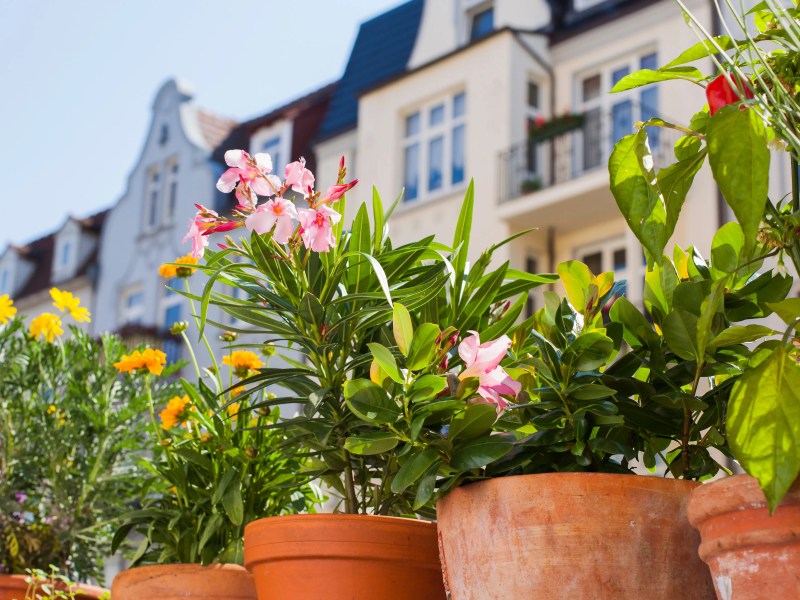Blumen in Kübeln auf einem städtischen Balkon