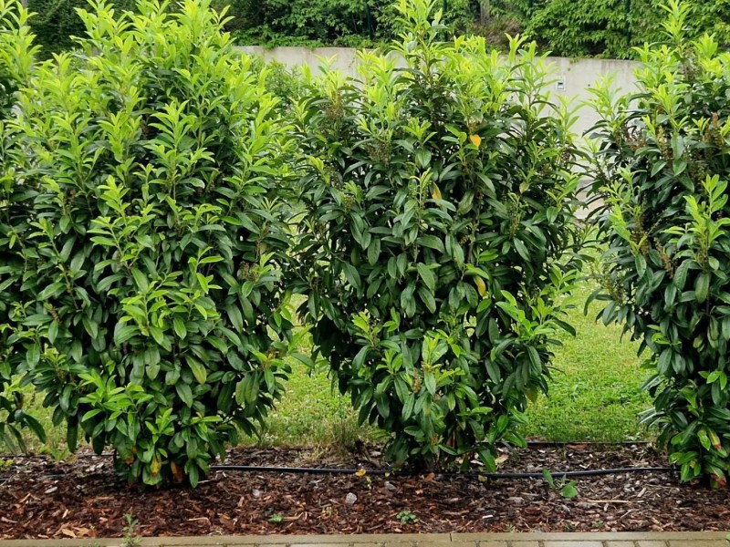 Ein paar junge Sichtschutzpflanzen stehen nebeneinander und bilden eine noch lückenhafte Hecke.