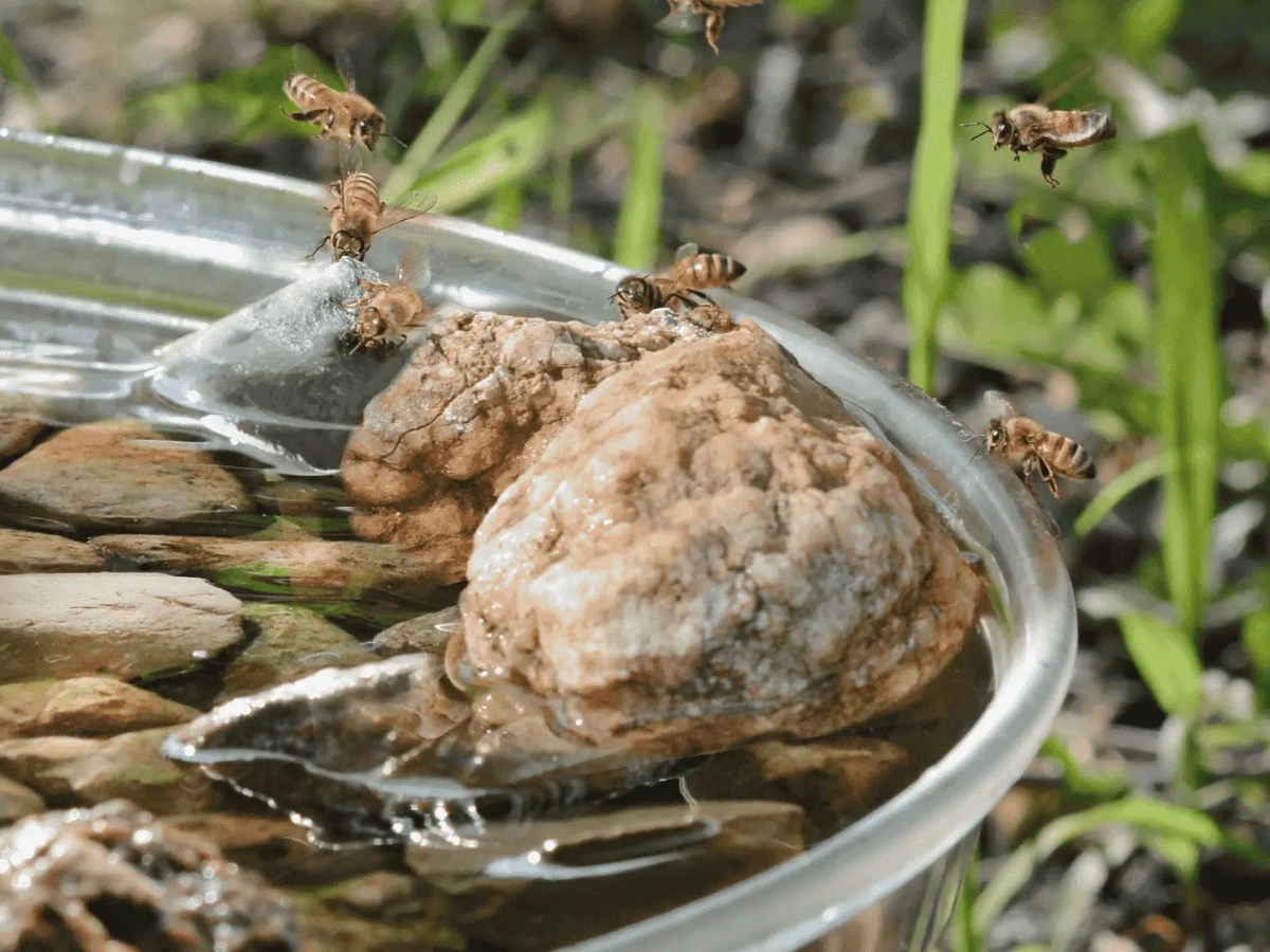 Vogeltränke im Garten, auf dem Bienen landen.