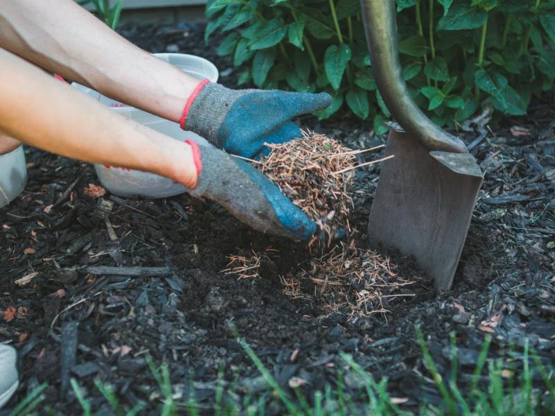 Frau mulcht Pflanzen im Garten.