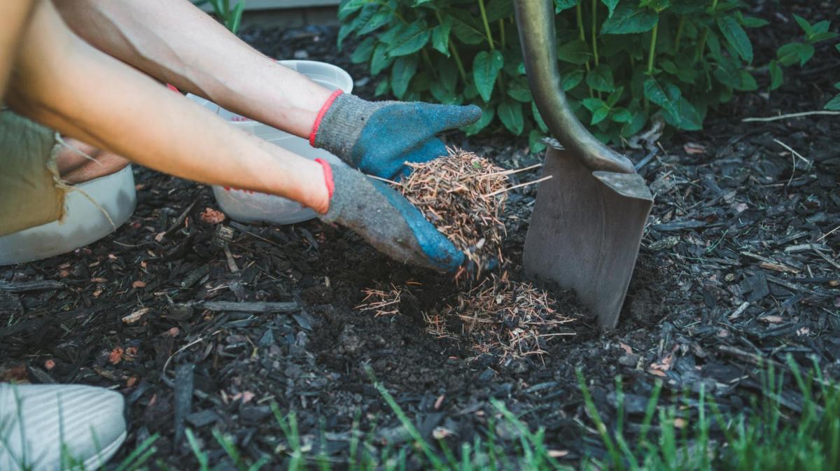 Frau mulcht Pflanzen im Garten.