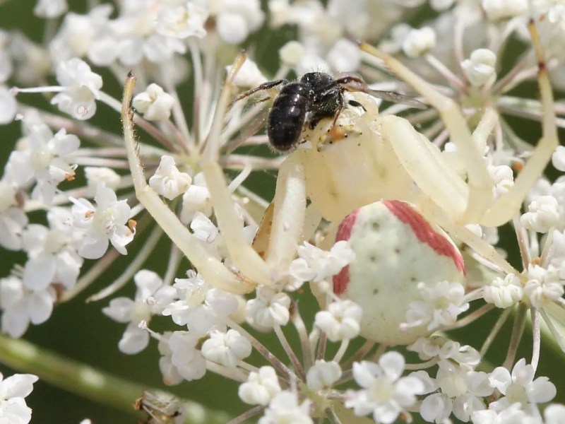 Wei&szlig;e Ver&auml;nderliche Krabbenspinne frisst Biene auf wei&szlig;en Bl&uuml;ten