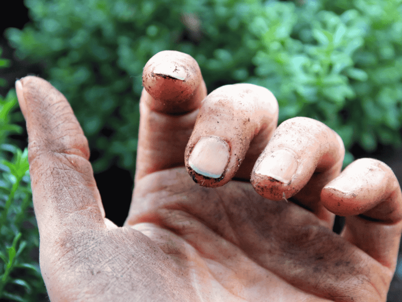 Schmutzige Fingern&auml;gel nach Gartenarbeit.