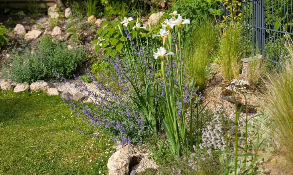 Staudenbeet mit weißer Iris, Katzenminze und Tyhmian.