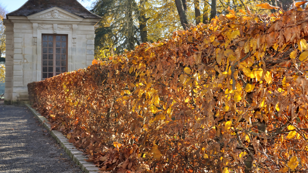 Hainbuchen-Hecke im Herbst