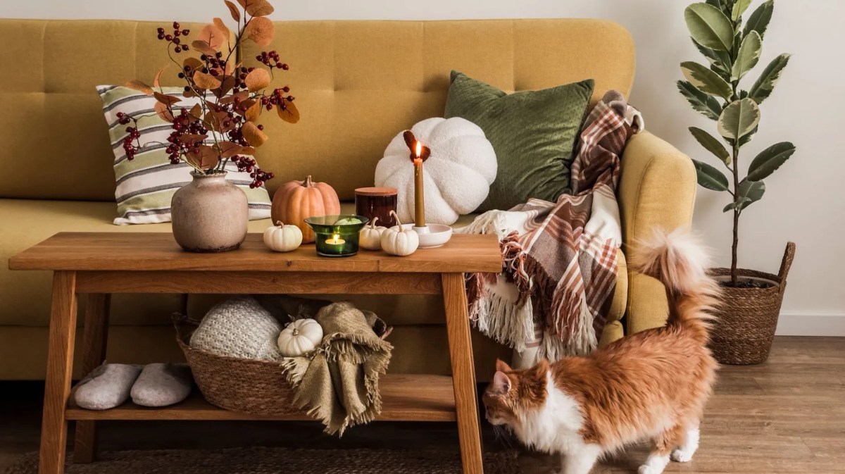 Ein herbstlich dekoriertes Wohnzimmer mit einer Katze.
