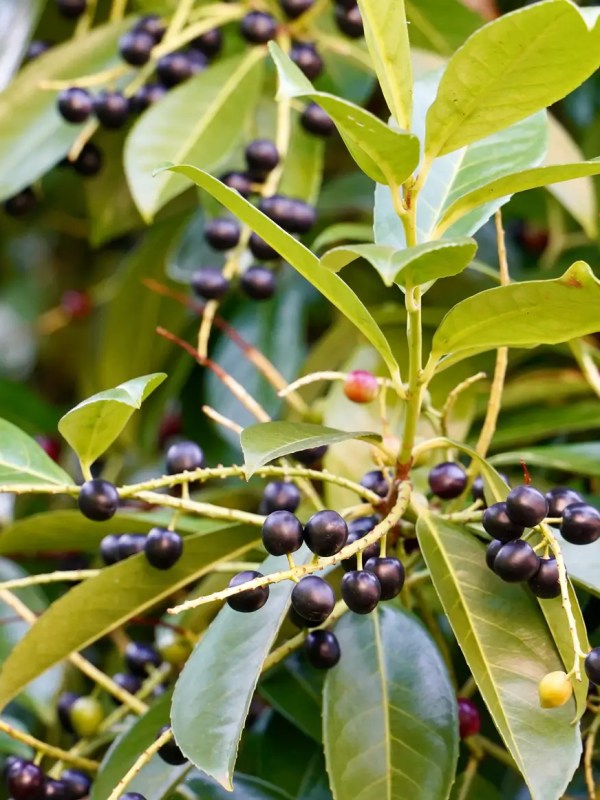 Kirschlorbeer: Eine Gartenarbeit ist noch im Oktober Pflicht