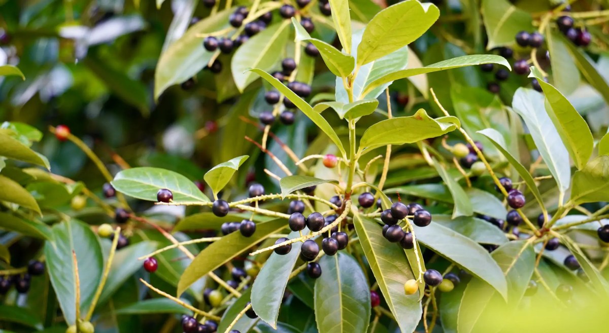 Kirschlorbeer-Hecke mit Früchten